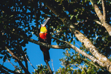 Close-up of a beautiful Yellow-Billed Toucan resting on a tree with a blue sky background.