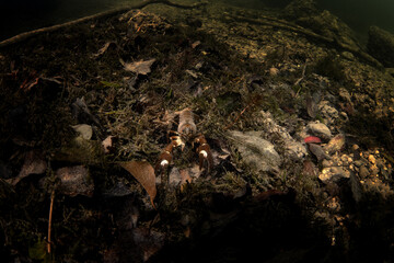 Signal crayfish on the bottom in the Traum river. Crayfish in the river. European wildlife. 