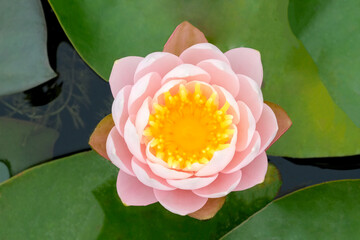 Top view of macro Lotus Flower Water Lily Nature Blossom in the pond