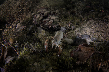 Signal crayfish on the bottom in the Traum river. Crayfish in the river. European wildlife. 