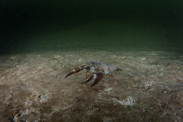 Signal crayfish on the bottom in the Traum river. Crayfish in the river. European wildlife. 