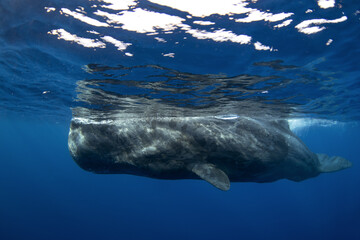 Fototapeta premium Sperm whales breathing on the surface. Huge whales in blue ocean. Swimming with physeter macrocephalus in Indian ocean.
