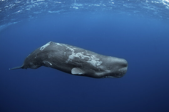 Sperm whales breathing on the surface. Huge whales in blue ocean. Swimming with physeter macrocephalus in Indian ocean.