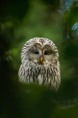 Hidden owl. Ural owl, Strix uralensis, perched on old oak tree covered by green leaves. Beautiful grey owl in nature habitat. Bird of prey in green forest. Wildlife nature. Hunting raptor in habitat.