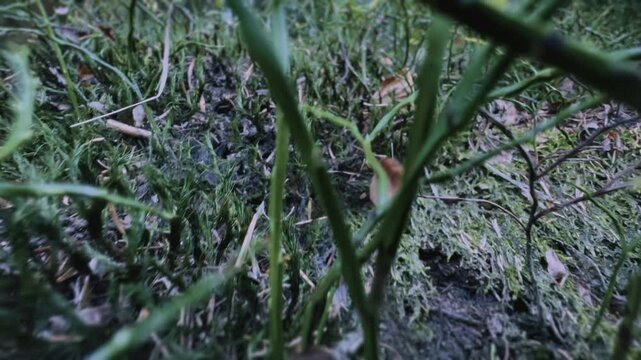 Close-up walking through forest undergrowth from animal point of view. Microcosm, insect, small creature environment. Camera near to the ground, moving forward, low angle. High quality 4k footage