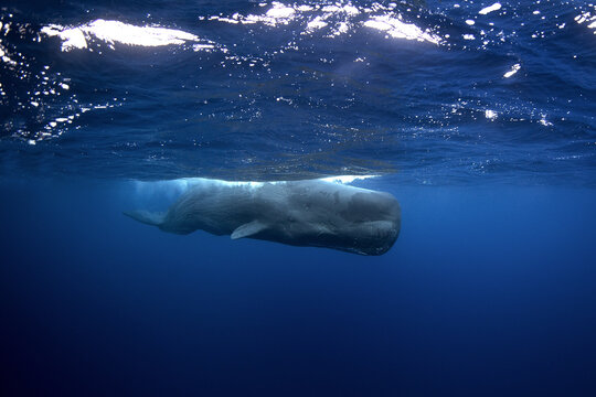 Sperm whales breathing on the surface. Huge whales in blue ocean. Swimming with physeter macrocephalus in Indian ocean.
