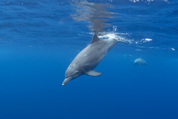 Swimming with bottlenose dolphins on the Mauritius island. Playful dolphins in the Indian ocean....