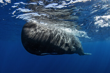 Naklejka premium Sperm whales breathing on the surface. Huge whales in blue ocean. Swimming with physeter macrocephalus in Indian ocean.