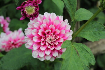 Fototapeta premium Przybliżony różowy kwiat