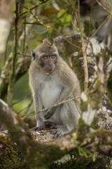 Crab eating macaque is hiding on the tree. Invasive macaque on the Mauritius island. Troop of monkey is looking for fruits on in the forest.