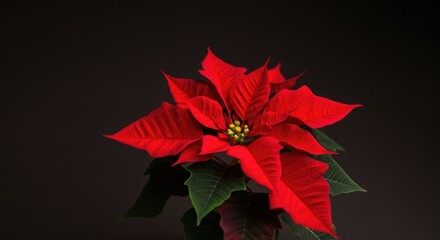 Vibrant Red Poinsettia Flower on a Dark Background for Festive Decoration
