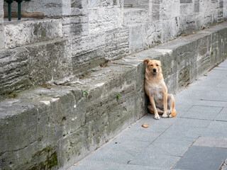 Perro abandonado y solitario en la calle