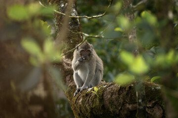 Crab eating macaque is hiding on the tree. Invasive macaque on the Mauritius island. Troop of monkey is looking for fruits on in the forest.