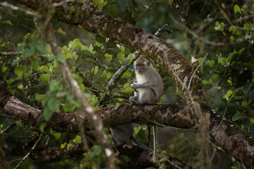 Crab eating macaque is hiding on the tree. Invasive macaque on the Mauritius island. Troop of monkey is looking for fruits on in the forest.