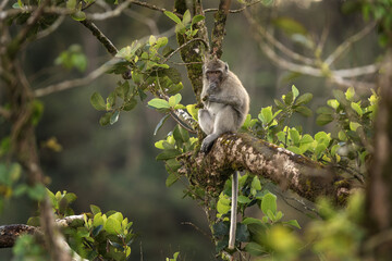 Crab eating macaque is hiding on the tree. Invasive macaque on the Mauritius island. Troop of monkey is looking for fruits on in the forest.