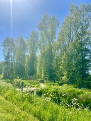 Beautiful sunny summer natural landscape with tall poplars, small river, ground walking road, bridge and hemlock