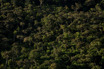 Rain forest on the Mauritius. Wild forest on the exotic island. Healthy nature on the wild island in Indian ocean. 
