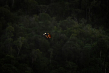Mauritian flying fox is flying above the tropical forest. Flying fox on the Mauritius island. 