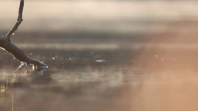 fog and light mist on the surface of the river adda