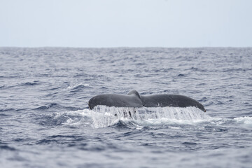 Humpback whale is breathing on the surface. Marine life in Indian ocean. Calm whale around the...