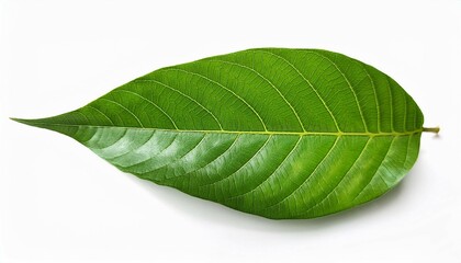Obraz premium green leaf isolated on white background plant foliage nature botany flora