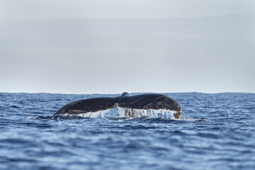 Fototapeta premium Humpback whale is breathing on the surface. Marine life in Indian ocean. Calm whale around the coast of Mauritius.