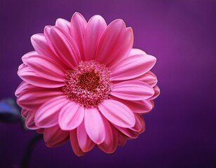 a close up of a pink flower the flower is vibrant and stands out against the dark purple background copy space space for text