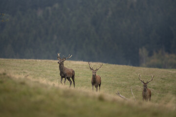Red deer during rutting season. Deer on the mountains meadow. European wildlife. 
