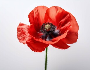 red poppy flower in full bloom isolated against white background