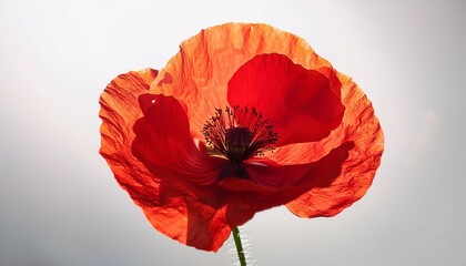 red poppy flower blooming in sunlight on white background