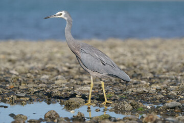 white-faced heron stands by rock pool on pebble shore on moutere inlet, tasman, new zealand in sunshine, shot side ways on eyelevel.