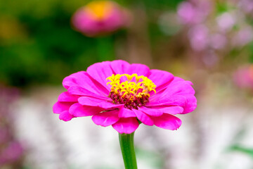 Obraz premium Macro Pink zinnia flower head. Macro vivid purple petals of the flower