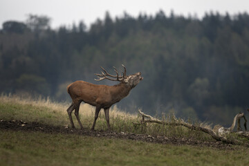 Red deer during rutting season. Deer on the mountains meadow. European wildlife. 