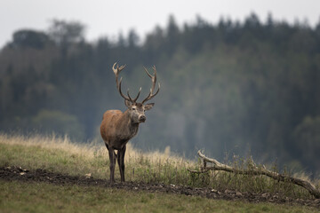 Red deer during rutting season. Deer on the mountains meadow. European wildlife. 