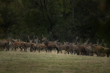 Fototapeta premium Red deer during rutting season. Deer on the mountains meadow. European wildlife. 
