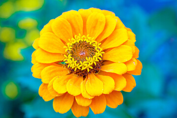 Macro of Zinnia Elegans Dahlia-Flowered Golden color