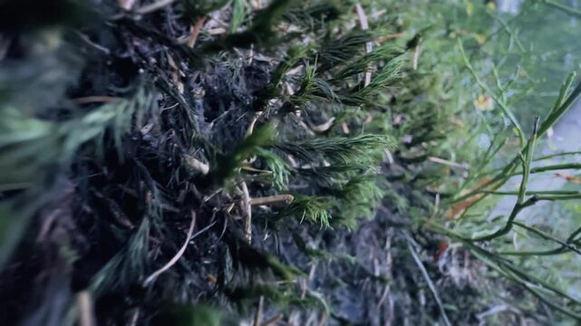 Close-up going through forest undergrowth from animal point of view. Microcosm, insect, small creature environment. Tilted camera near to the ground, moving forward, low angle. High quality 4k footage