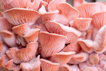 Pink oyster mushrooms close up shot