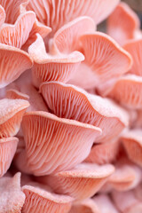 Pink oyster mushrooms close up shot
