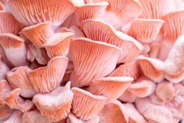 Pink oyster mushrooms close up shot