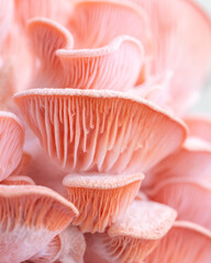 Pink oyster mushrooms close up shot