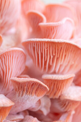 Pink oyster mushrooms close up shot
