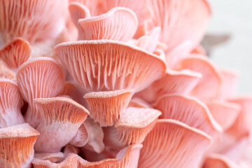 Pink oyster mushrooms close up shot