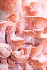 Pink oyster mushrooms close up shot