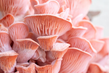 Pink oyster mushrooms close up shot