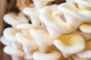 White oyster mushrooms close up shot