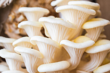 White oyster mushrooms close up shot