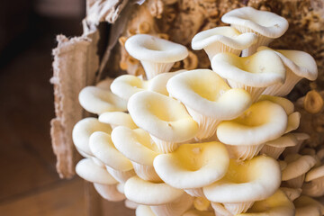 White oyster mushrooms close up shot