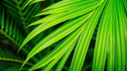 Close up shot of a vibrant green palm leaf showcasing intricate textures and natural patterns, exotic, green, vibrant