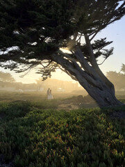 Obraz premium California Coast at sunset with feature tree filtering light and wedding couple in the background